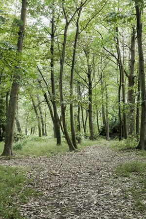 a vertical view of some trees of a forest with two paths