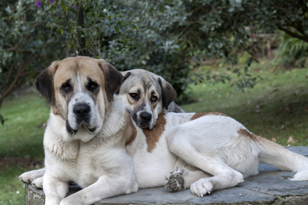 a horizontal frontal view of a in love couple of mastiffs lying, on a tableの写真素材