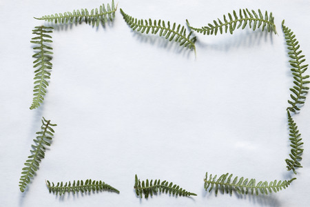 a horizontal or vertical  view of a frame made by green ferns