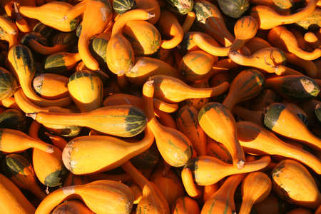 Squash in Sunlight