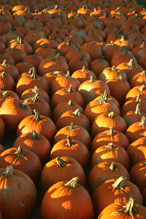Pumpkins in the Sunlight 3