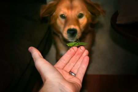 Dog watches a grasshopper on personの写真素材