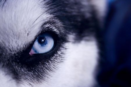 Eye of a very wolf-like siberian husky の写真素材