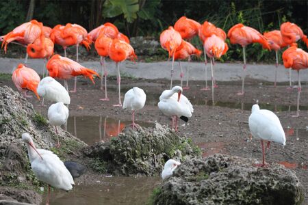 American Flamingos and White Ibises in Florida