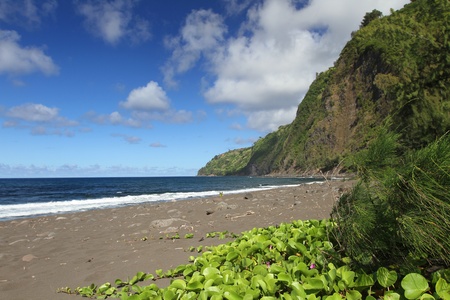Hawaiian Shoreの写真素材