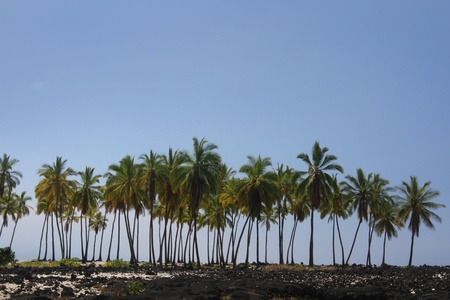 Palm Tree Forest
