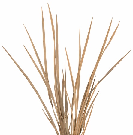 Dried ornamental grass clump isolated over white. Very high-res. Clean edges, no shadows. Dried ornamental grass clump isolated over white. Very high-res. Clean edges, no shadows.