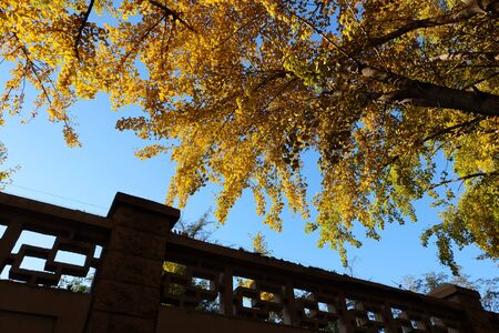 Apricot tree at outdoor