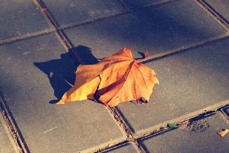 Maple leaf on the ground