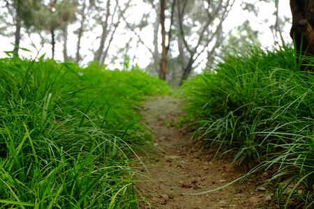 Pathway on the hillの写真素材