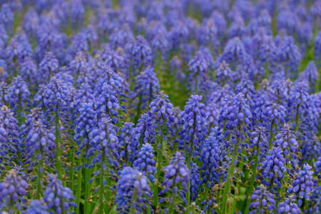 blue Flower