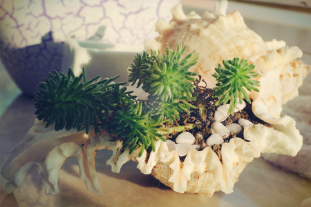 Succulent plantsの写真素材