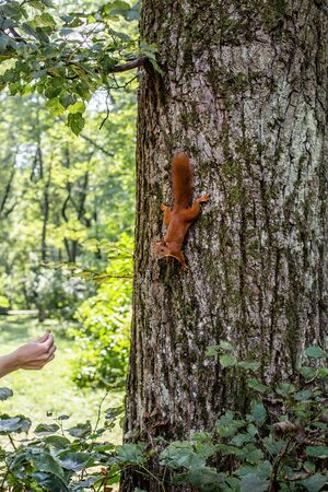 Squirrel on the tree and eat out of hand. Little squirrel eating from a human hand on a tree in the park forest. Concept of love and protection of animals.の写真素材