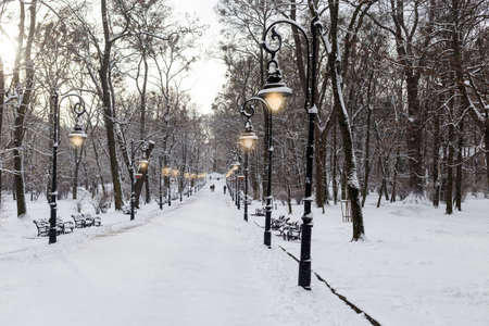 Winter landscape with snow covered park, stret lights and trees. Concept of snowy weather, snowfall, december.の写真素材