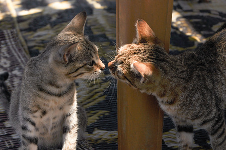 two friendltowy cats kissingの写真素材