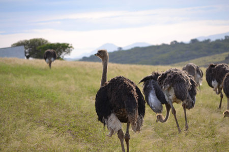 Ostrich in countrysideの写真素材