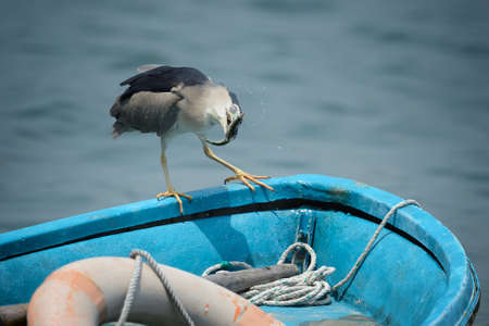 catch fishの写真素材