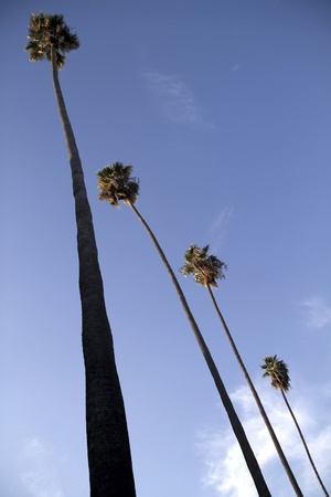 Four Tall Palm Treesの写真素材