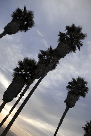 Six Palm Trees Silhouetteの写真素材