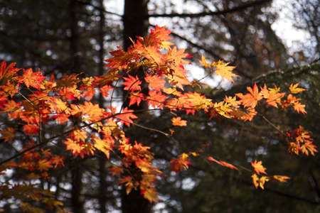 Red Tree Leaves Branch in Forest at Fall 1の写真素材