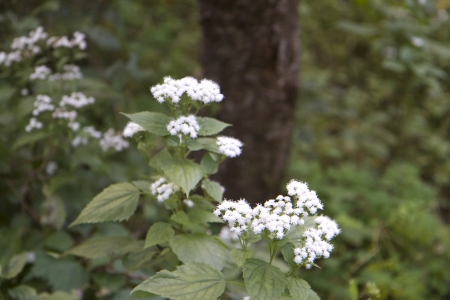 White Flower Green Leaves Plant in Forestの写真素材