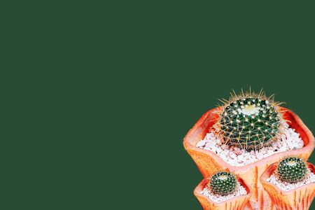 beautiful green cactus in  in a flowerpot isolated on green, natural background.の写真素材