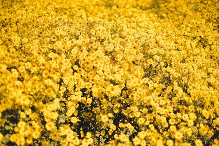Chrysanthemum indicum Linn flowers, yellow chrysanthemum indicum field, It can be used as an herb.