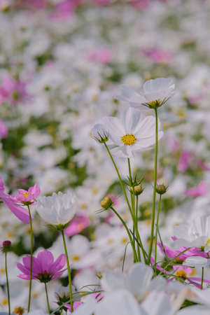 Beautiful cosmos flower bloom. Flower background.の写真素材
