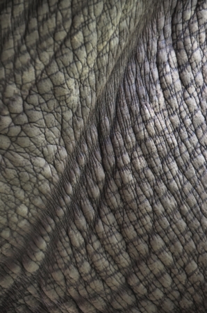 Rhinocheros Texture - Closeupの写真素材
