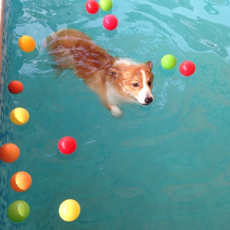 Corgi swimmingの素材