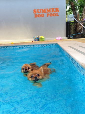 Dogs swimming in a poolの素材