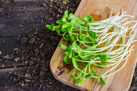 Sunflower seedings placed on a weeden cutting boardSの写真素材