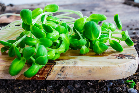 Sunflower seedings placed on a weeden cutting boardSの写真素材
