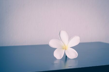 Frangipani flowersの写真素材