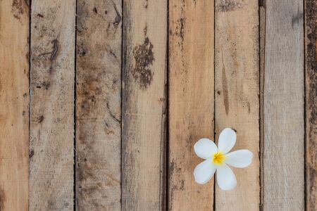 Frangipani Plumeria on wood backgroundの写真素材