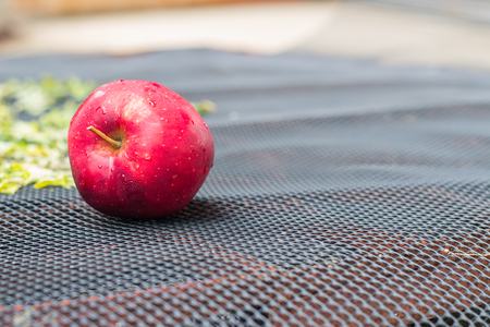 Red appleの写真素材