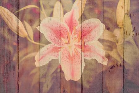 Pink lilyflower on wooden texture background. vintage color tone with filter color effect.の写真素材