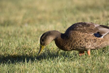 ducksの写真素材