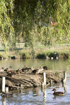 ducksの写真素材