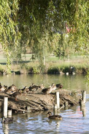ducksの写真素材