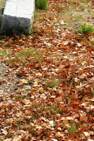 leafsの写真素材
