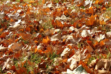 leafsの写真素材
