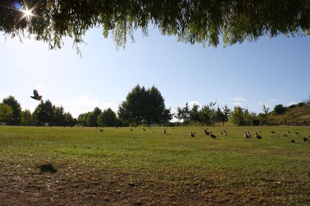 pigeons flyingの写真素材