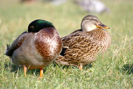 duckの写真素材