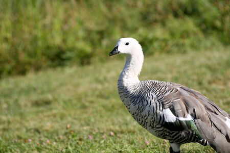 domestic gooseの写真素材