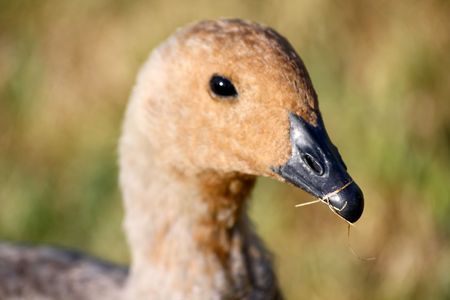 domestic gooseの写真素材