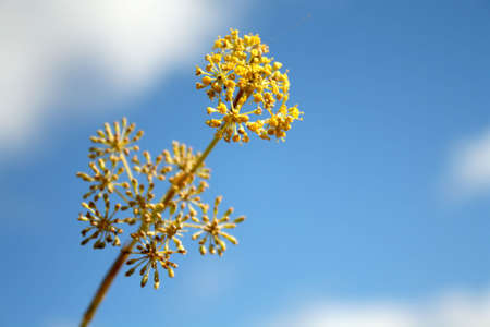 tree brunchの写真素材