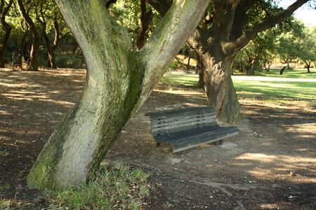 treeの写真素材