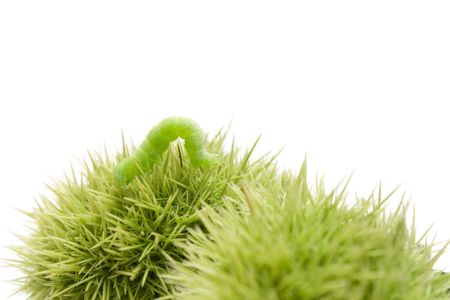 isolated nocturnal butterfly caterpillar in top of a green chestnut-burの写真素材