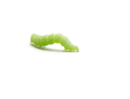 isolated nocturnal butterfly caterpillar on white backgroundの写真素材
